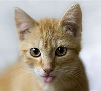 a cat may look at a king